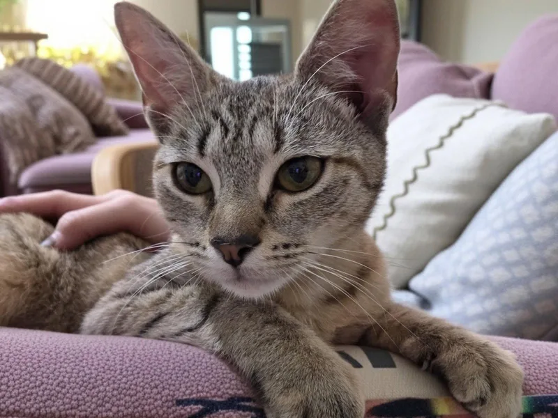 A baby small-sized female Domestic Short Hair cat named Polly for adoption in Allentown, PA