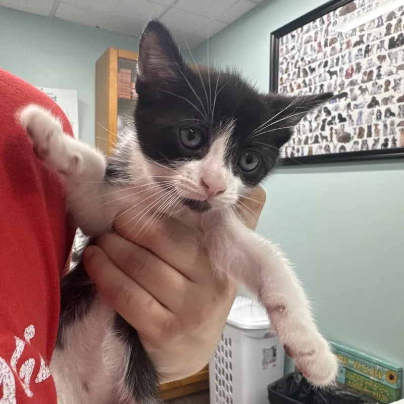 A baby small-sized male Black Domestic Short Hair cat named Denali for adoption in Hamburg, NY