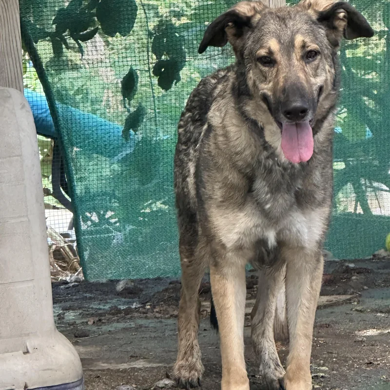 Frank~ Cat And Dog thumbnail 3