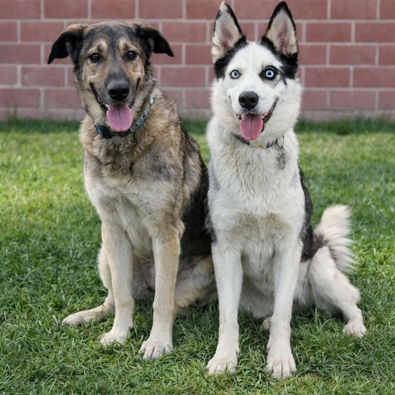 Frank~ Cat And Dog thumbnail 4