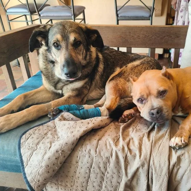 Frank~ Cat And Dog thumbnail 5