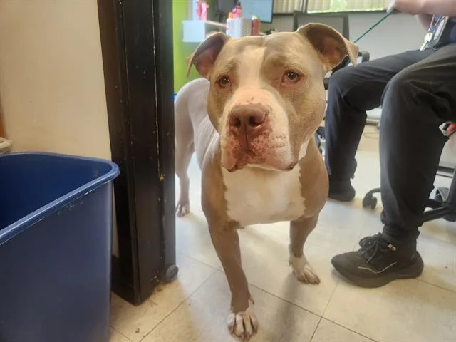A young medium-sized female Pit Bull Terrier dog named Donna for adoption in Kent, WA