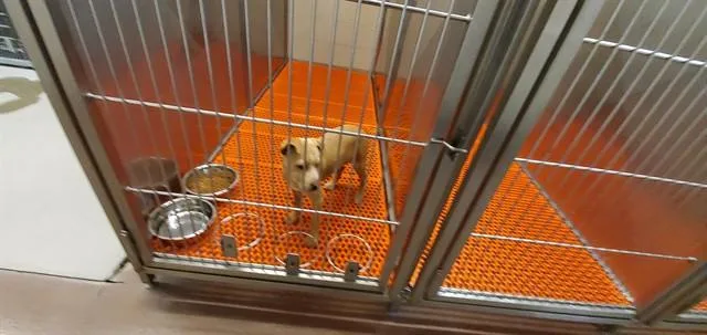 A baby large-sized female Pit Bull Terrier dog named Sinta for adoption in Aurora, IL