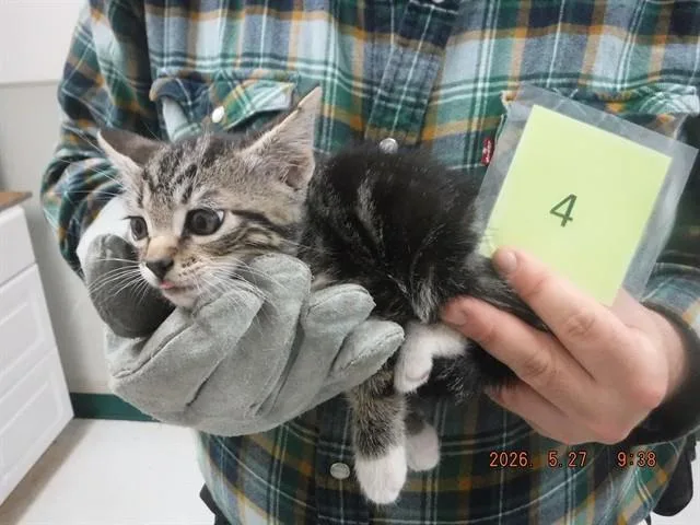 A baby small-sized male Domestic Short Hair cat named Frank for adoption in Oroville, CA