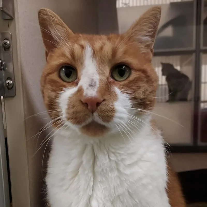 An adult large-sized male Orange / Red Domestic Medium Hair cat named Billy for adoption in Ballston Spa, NY