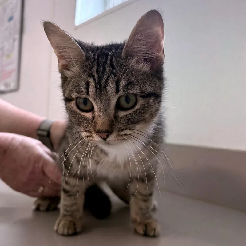 A baby small-sized male Brown / Chocolate Domestic Short Hair cat named Enzo for adoption in Brownsboro, AL
