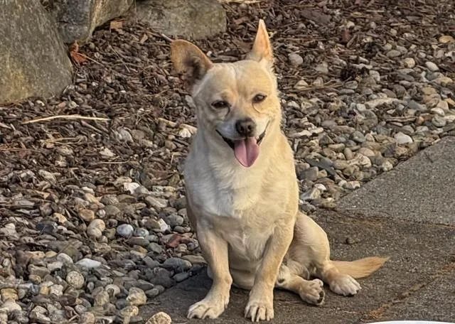 An adult small-sized male Chihuahua dog named Duncan for adoption in Santa Rosa, CA