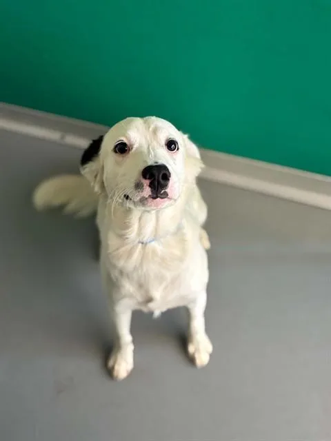 A young medium-sized male Border Collie dog named Stitch for adoption in Visalia, CA