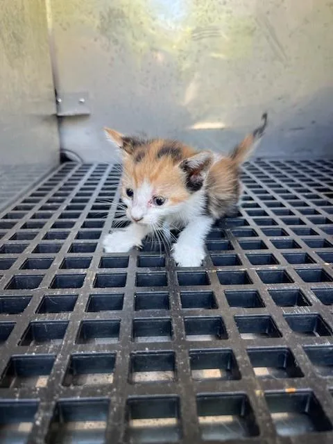 A baby small-sized female Domestic Short Hair cat named Pumpkin for adoption in Miami, FL