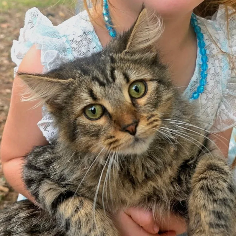 A young small-sized male Brown / Chocolate Domestic Medium Hair cat named Sasha . for adoption in Little Mountain, SC
