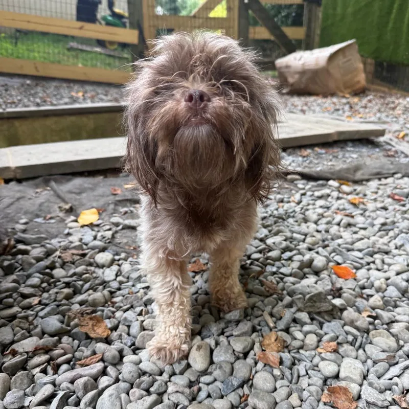 An adult small-sized female Brown / Chocolate Mixed Breed dog named Shamrock Shake for adoption in West Chester, PA
