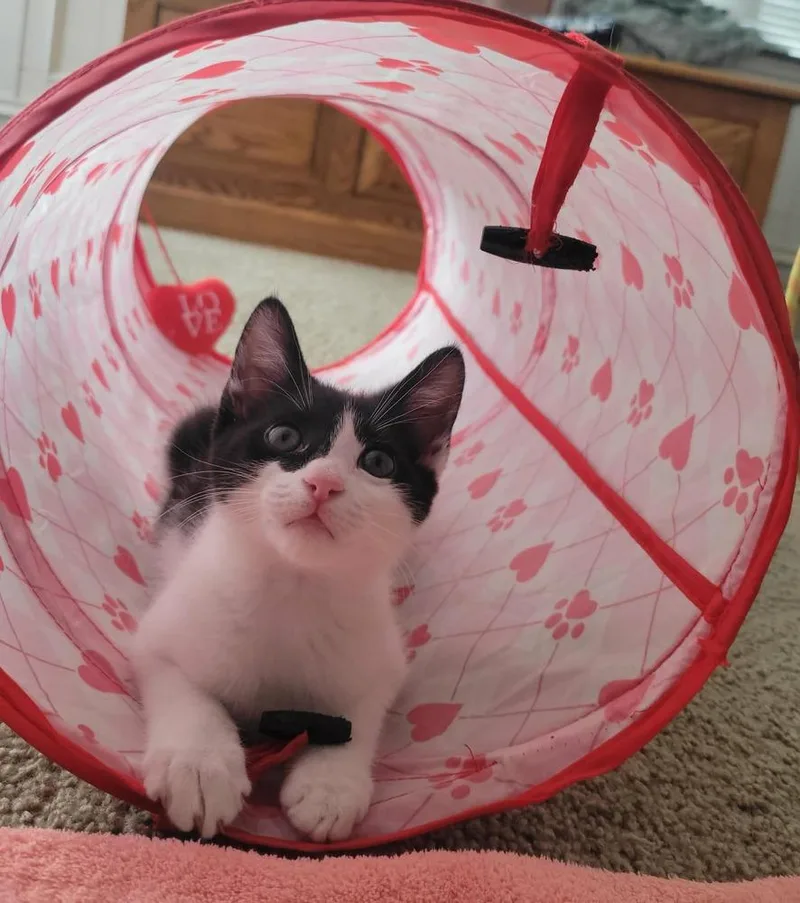 A baby small-sized female Black & White / Tuxedo Domestic Short Hair cat named Mara for adoption in tucson, AZ