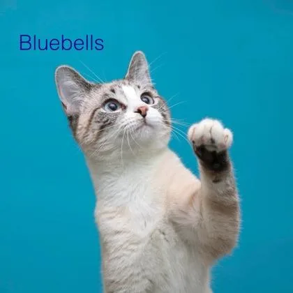 Bluebells