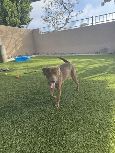 An adult medium-sized female Labrador Retriever dog named Balloony for adoption in San Diego, CA