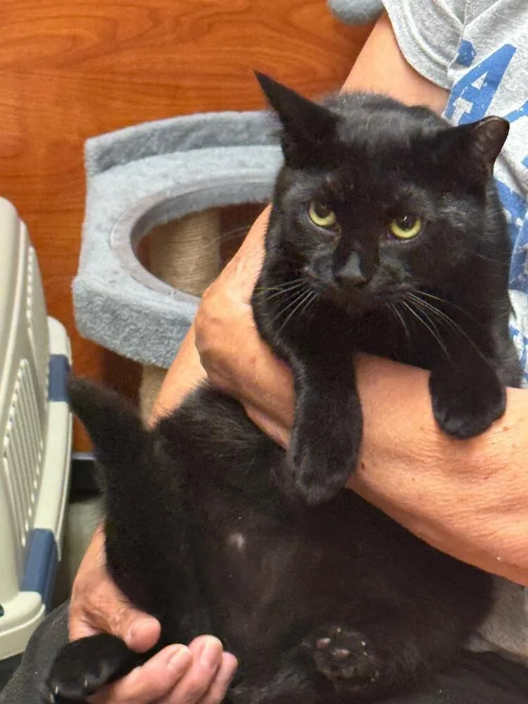 A young medium-sized female Black Domestic Short Hair cat named Nova for adoption in Breinigsville, PA