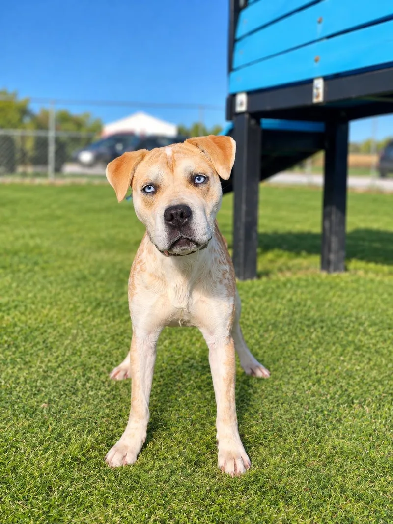 An adult medium-sized female White / Cream Mixed Breed dog named Wednesday for adoption in Wooster, OH