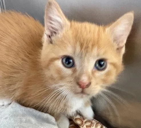 A young small-sized male Tabby (Orange / Red) Domestic Short Hair cat named Hermes for adoption in Little Falls, MN