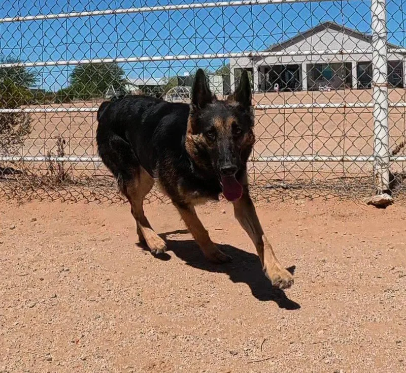 An adult large-sized female German Shepherd Dog dog named Ziva for adoption in Queen Creek, AZ
