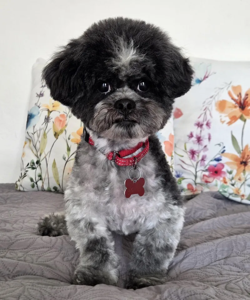 Teddy Ruxpin thumbnail 2