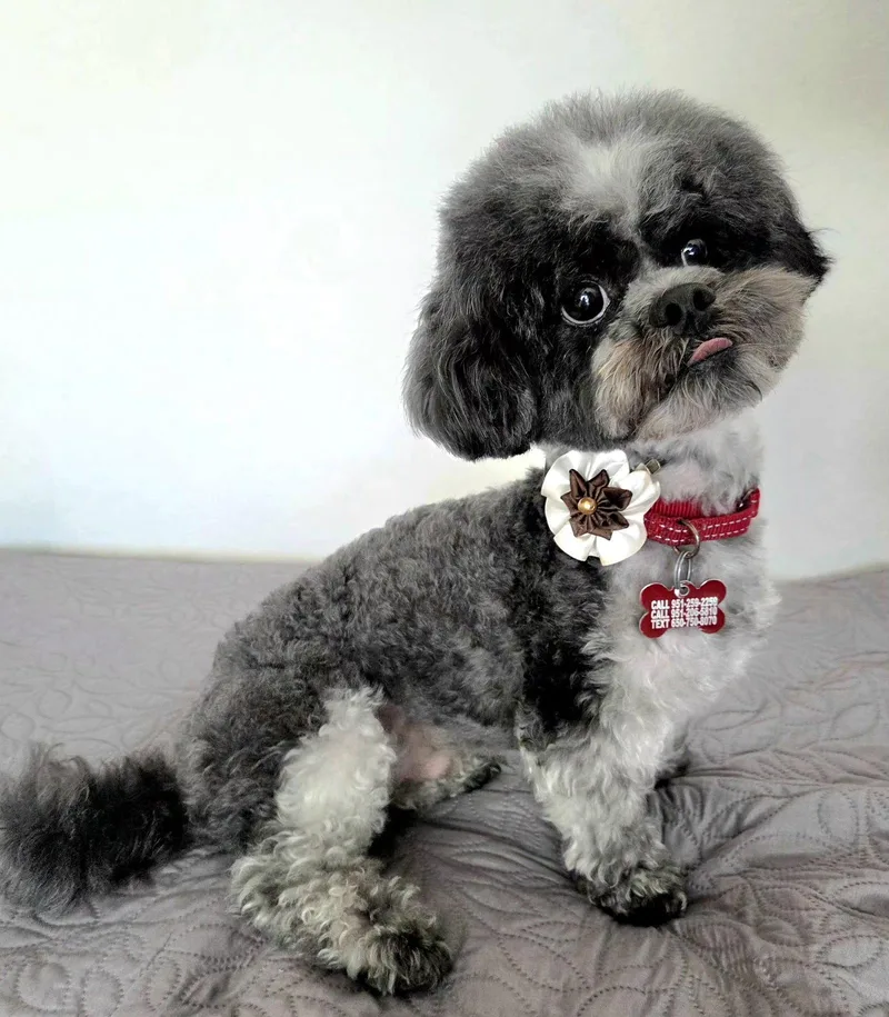 Teddy Ruxpin thumbnail 3