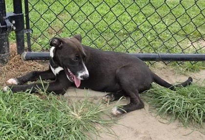 A baby small-sized female Labrador Retriever dog named Pen for adoption in Conway, SC
