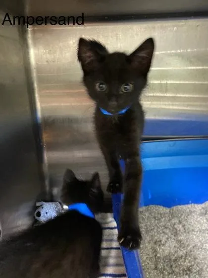 A baby medium-sized male Domestic Short Hair cat named Ampersand for adoption in Hobart, IN