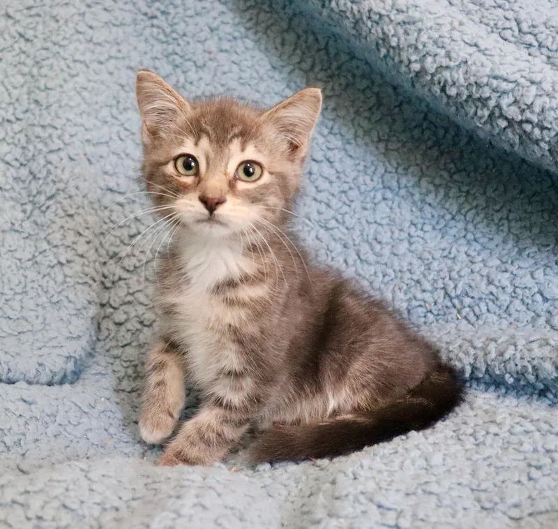 A baby medium-sized male Gray / Blue / Silver Tabby cat named Hamlet for adoption in Saint Augustine, FL