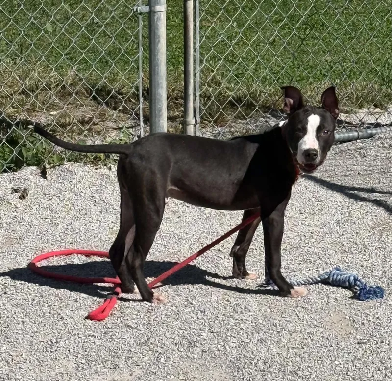 A young medium-sized male Black Pit Bull Terrier dog named Jance for adoption in Springfield, IL