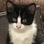A baby small-sized female Domestic Medium Hair cat named Zorra for adoption in FAIRWAY, KS