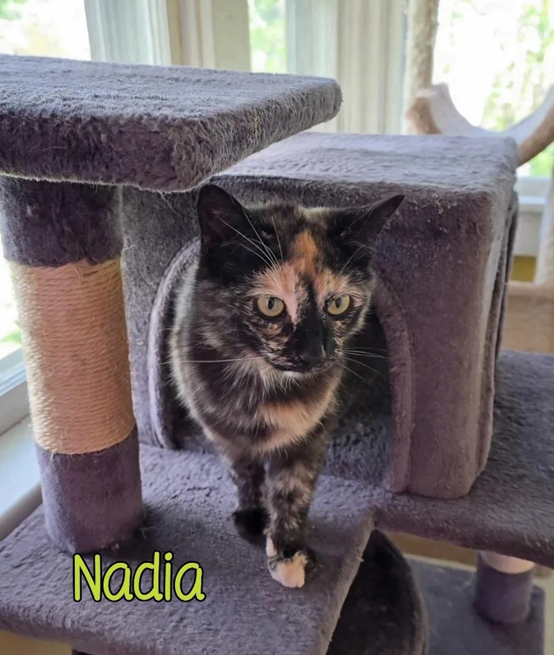 A baby medium-sized female Domestic Short Hair cat named Nadia for adoption in Port Clinton, OH