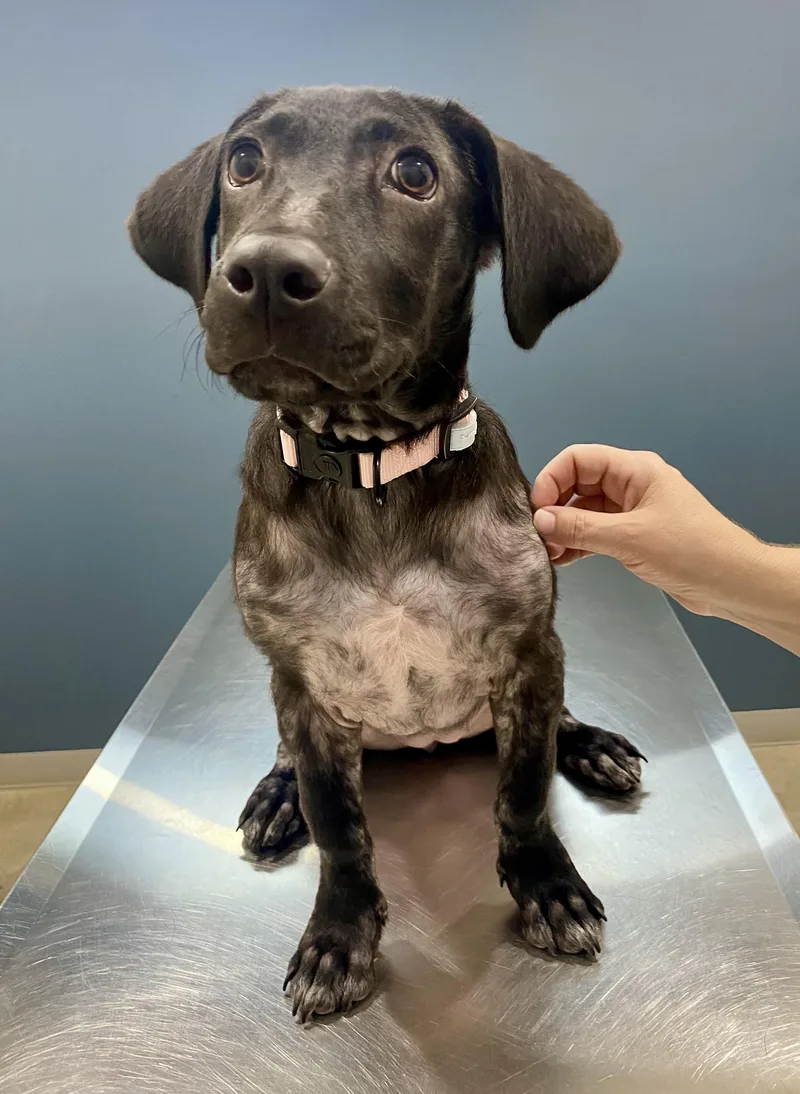 A young medium-sized female Labrador Retriever dog named Jasmine for adoption in Glastonbury, CT