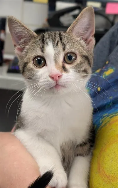 A baby small-sized female Domestic Short Hair cat named Jam for adoption in Canfield, OH
