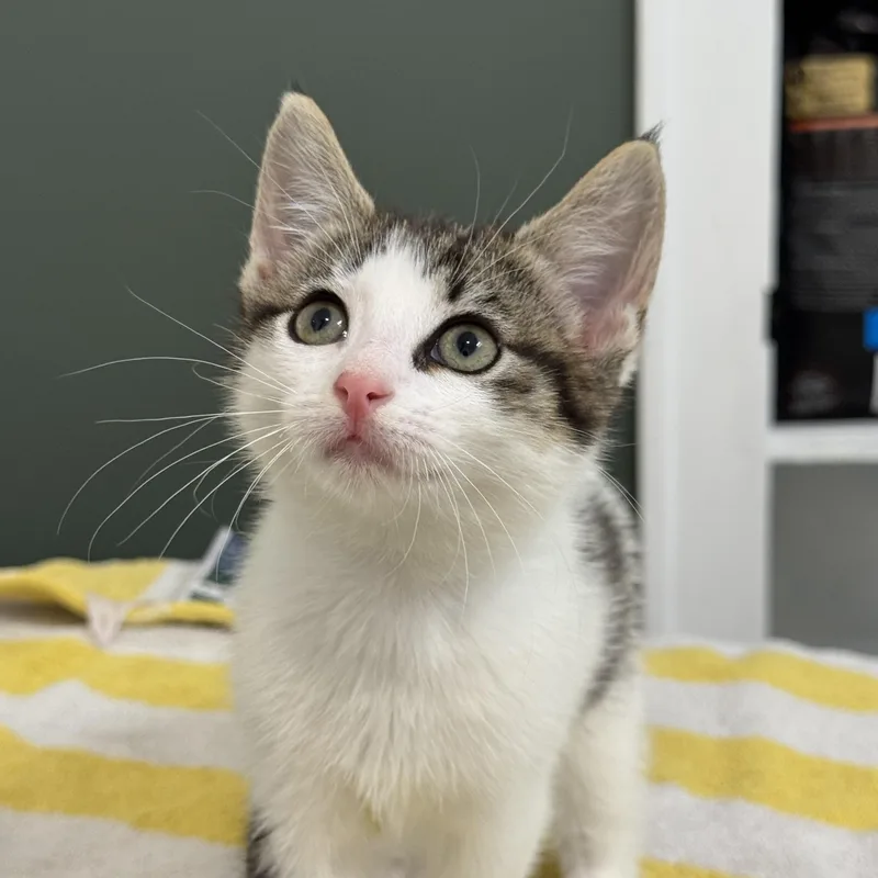 A baby medium-sized female Tabby (Buff / Tan / Fawn) Domestic Short Hair cat named Yukon Gold for adoption in Bryan, TX