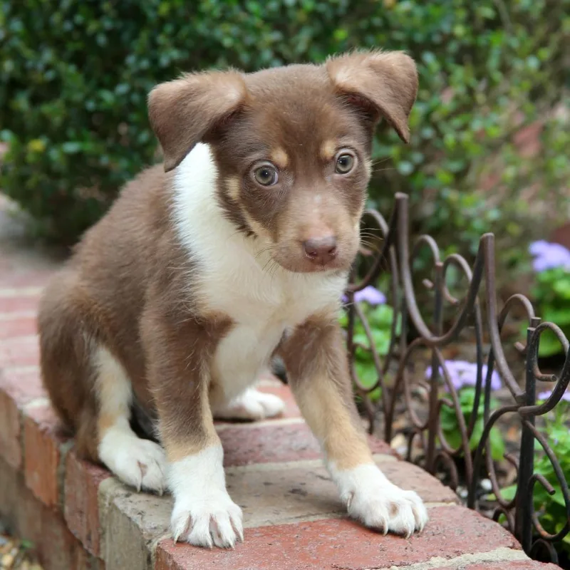 A baby small-sized male Brown / Chocolate Shepherd dog named Ct Martin Avail May for adoption in Eastford, CT