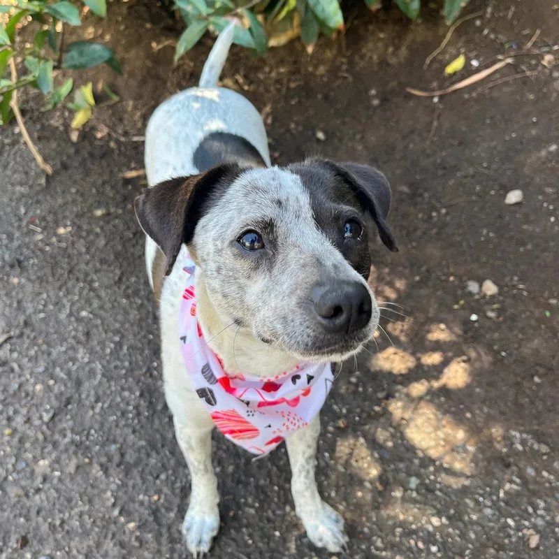 Dolly Parton "i Will thumbnail 3