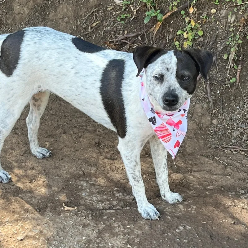 Dolly Parton "i Will thumbnail 4