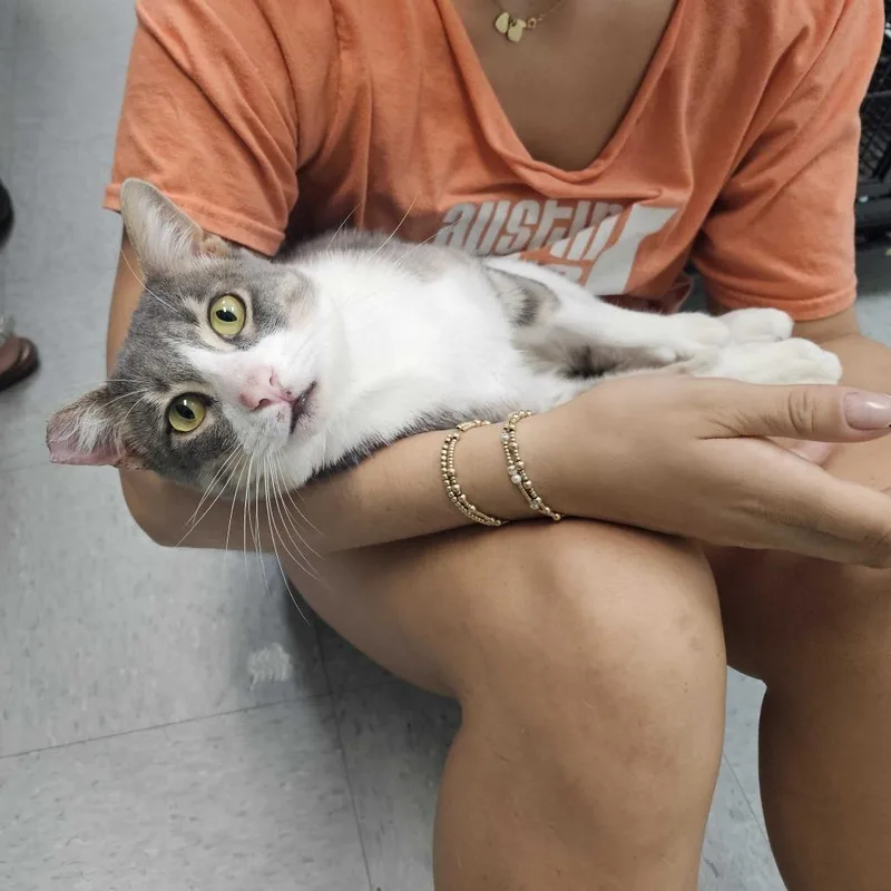 An adult large-sized male Gray / Blue / Silver Domestic Short Hair cat named Boppy for adoption in Austin, TX