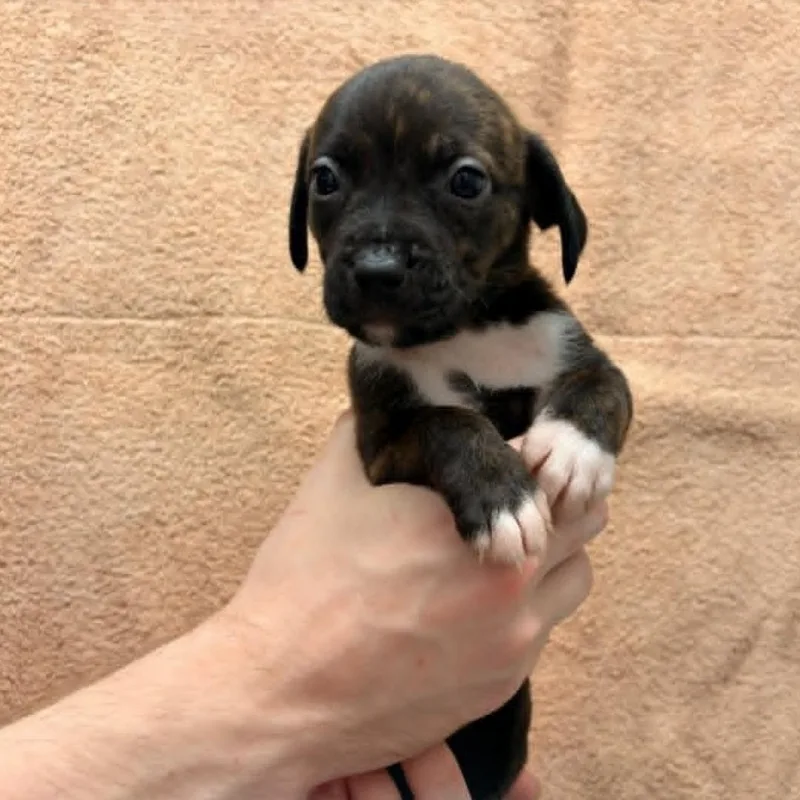 A baby medium-sized male Brindle Pit Bull Terrier dog named Walker for adoption in Schenectady, NY
