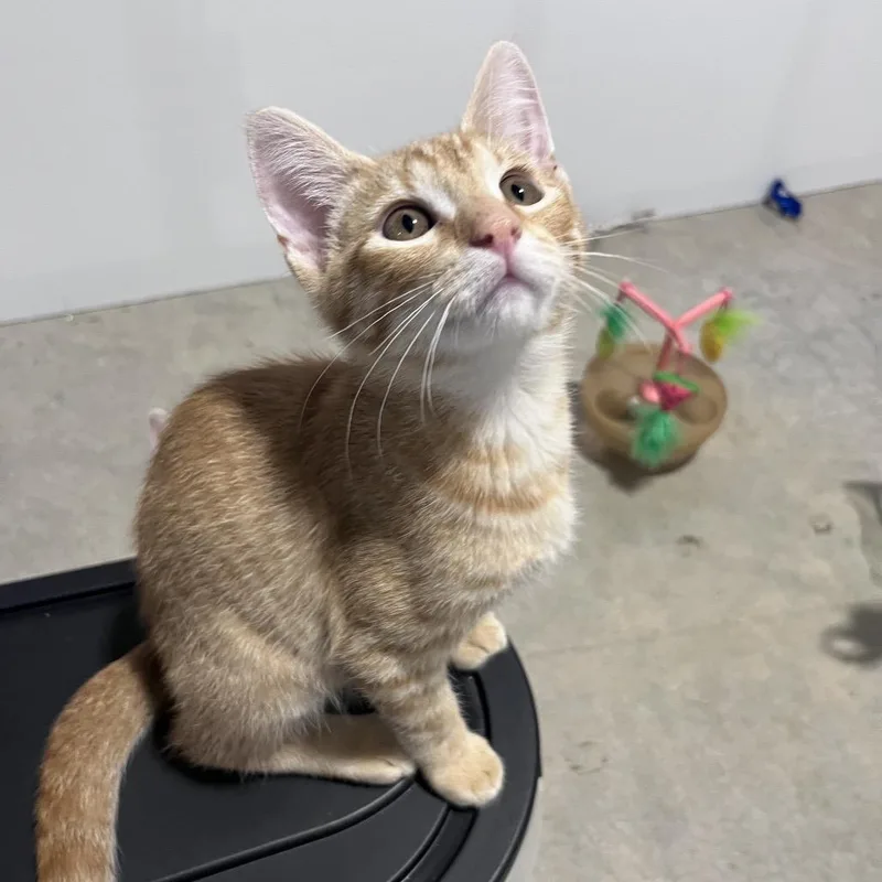A baby small-sized male Orange / Red Domestic Short Hair cat named Sunny for adoption in Overland Park, KS