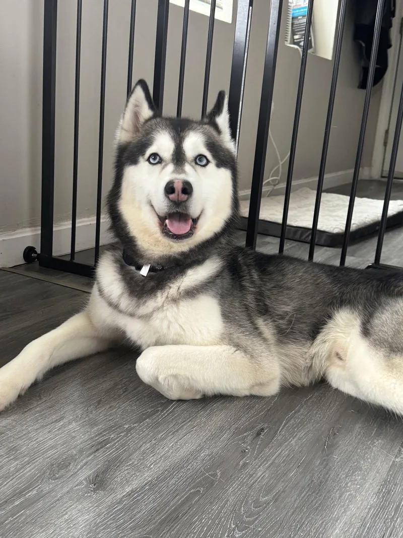 A young large-sized male Black Husky dog named Kylo for adoption in Acushnet, MA