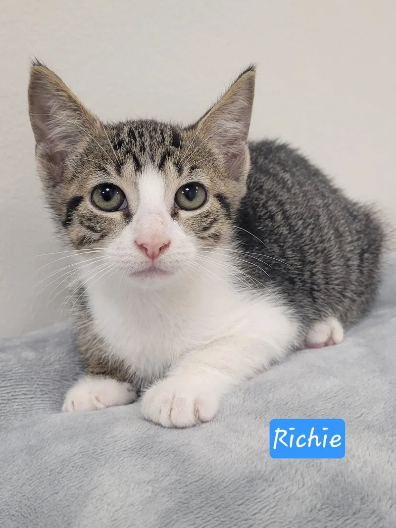A baby medium-sized male Tabby (Buff / Tan / Fawn) Domestic Short Hair cat named Richie for adoption in LaPlace, LA