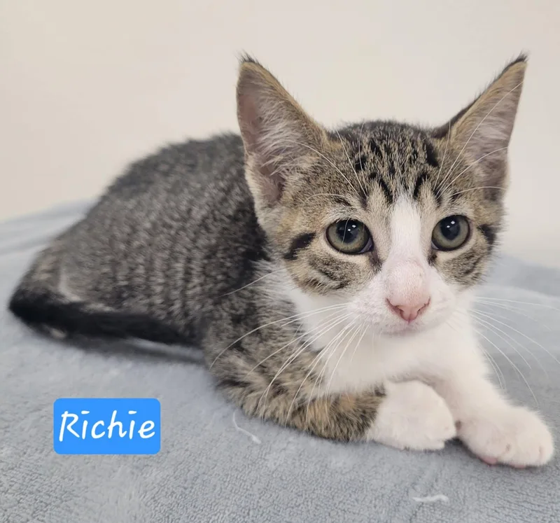 Richie thumbnail 3