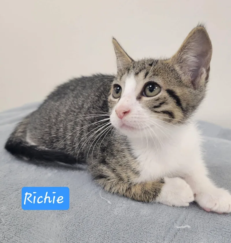Richie thumbnail 4