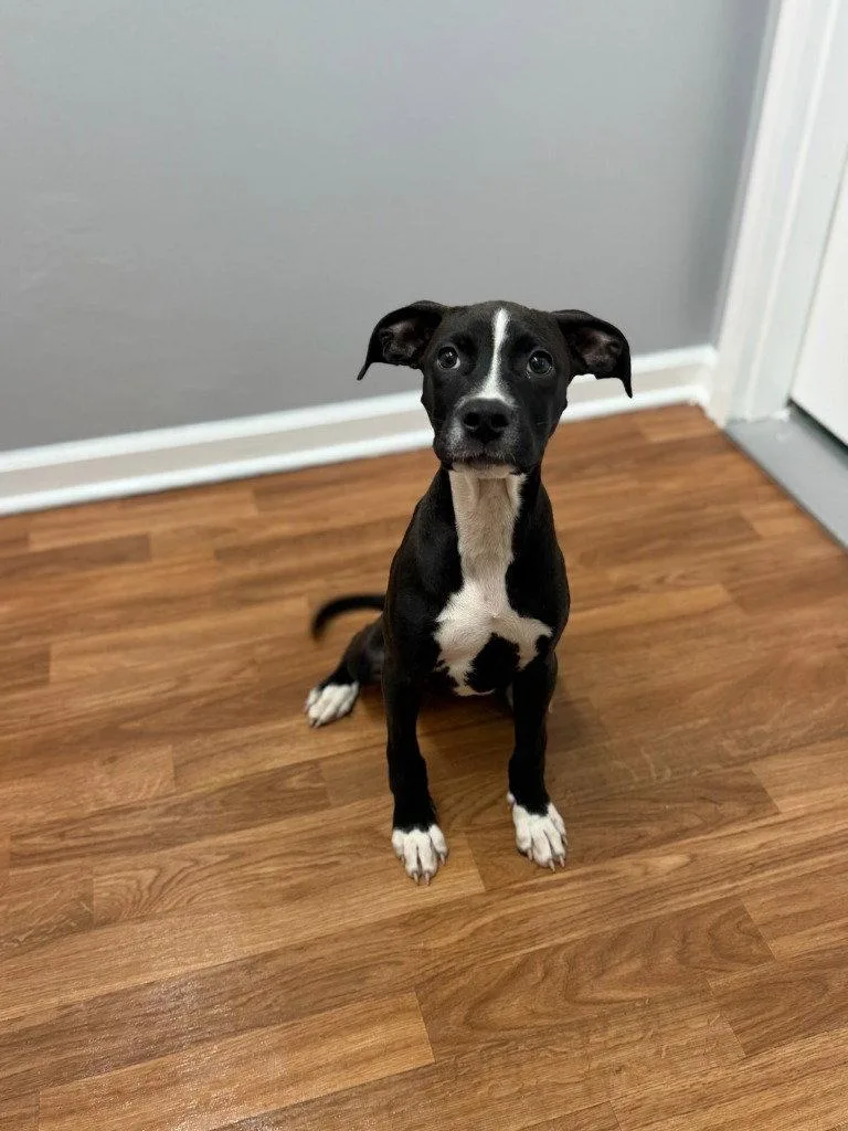 A baby small-sized female Terrier dog named Freya for adoption in Lovingston, VA