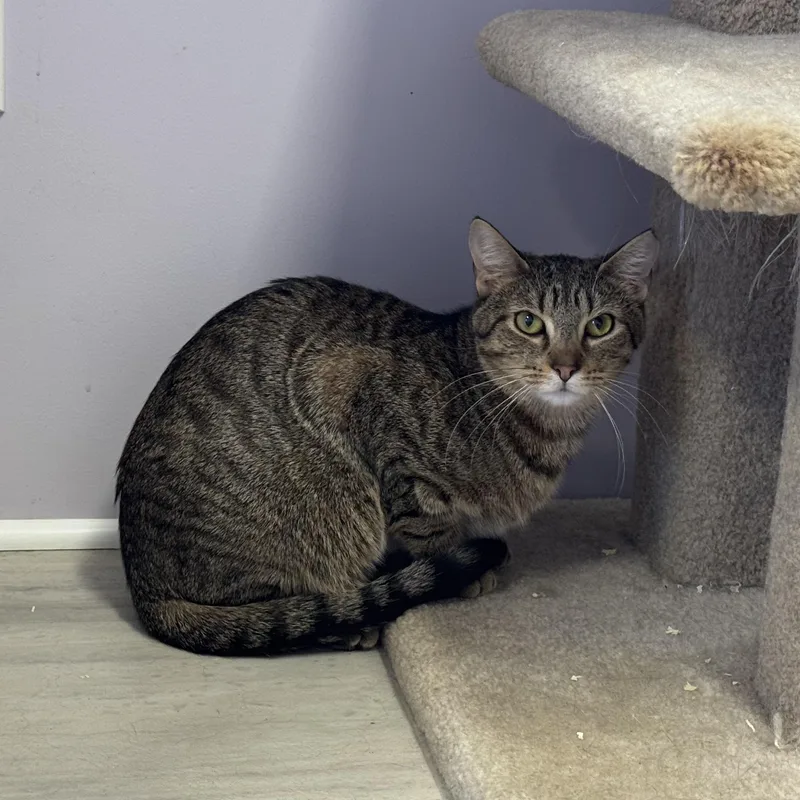 Butternut thumbnail 3