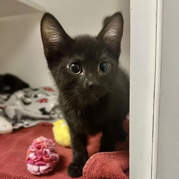 A baby small-sized female Domestic Short Hair cat named Woodland for adoption in Walnut Creek, CA
