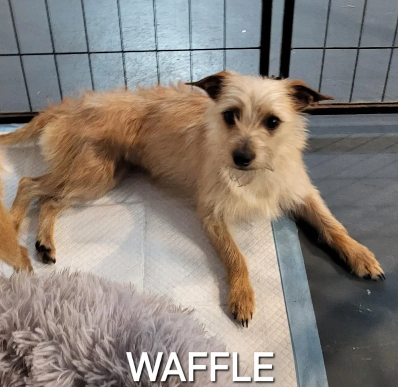 Waffle