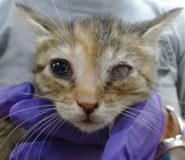 A baby small-sized female Domestic Short Hair cat named Cantalop for adoption in Miami, FL