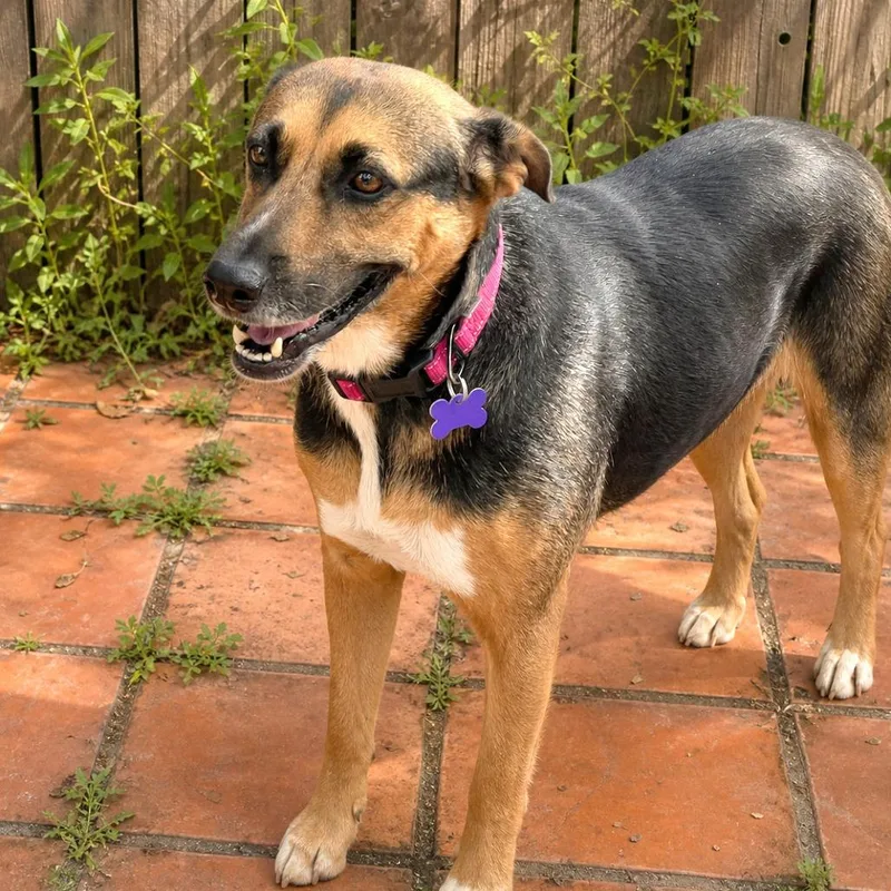 An adult medium-sized female Black Shepherd dog named Shandy for adoption in Boerne, TX