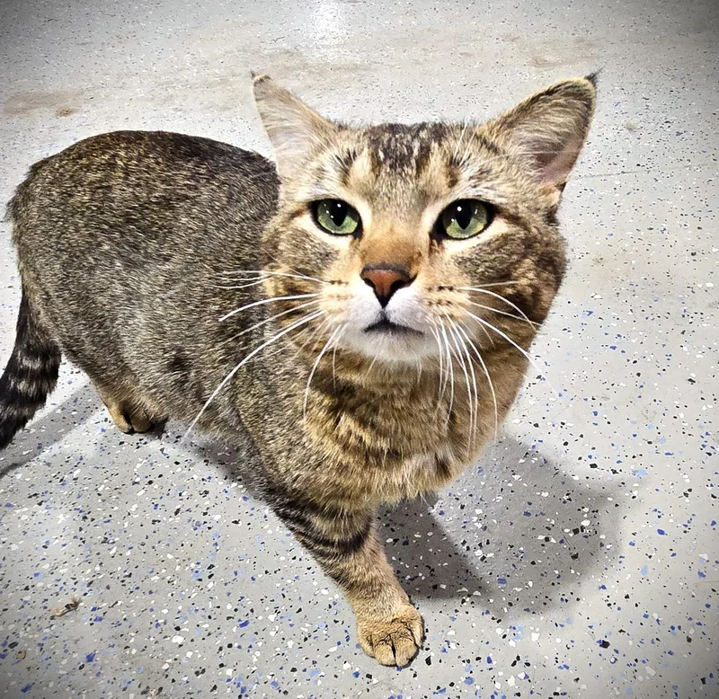 A young medium-sized male Tabby (Brown / Chocolate) Domestic Short Hair cat named Atlas for adoption in Mankato, MN
